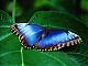 Benutzerbild von Blauerschmetterling