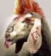 Benutzerbild von lapin laid