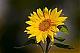 Benutzerbild von happysunflower21
