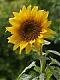 Benutzerbild von SunflowerSB