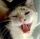 Benutzerbild von Candycat