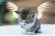 Benutzerbild von bluecat58