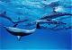 Benutzerbild von Dolphin