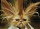 Benutzerbild von morle345