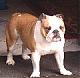 Benutzerbild von Bulldogge