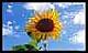 Benutzerbild von Sonnenblume65