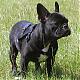 Benutzerbild von french bulldog king