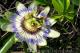 Benutzerbild von Passionsblume