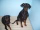 Benutzerbild von Dobermannfrau
