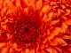Benutzerbild von blume358