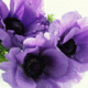 Benutzerbild von Moonflower