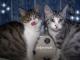 Benutzerbild von Funnycat