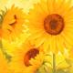 Benutzerbild von Sonnenblume 87