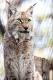 Benutzerbild von Wildkatze