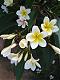 Benutzerbild von Frangipani78