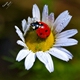 Benutzerbild von Sommer*