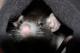 Benutzerbild von crazy.rat
