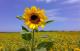 Benutzerbild von Sonnenblume68